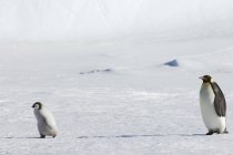 Pinguino guardando oltre un bambino pulcino — Foto stock