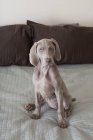 Weimaraner puppy on bed — Stock Photo