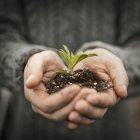 Person holding small plant seedling in soil — Stock Photo