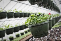 Glasshouse with hanging baskets and plant seedlings. — Stock Photo