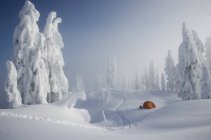 Orangefarbenes Zelt zwischen schneebedeckten Bäumen — Stockfoto