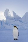 Pinguino imperatore in piedi sul ghiaccio in ombra — Foto stock