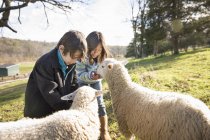 Kinder auf der Koppel füttern zwei Schafe. — Stockfoto