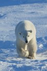 Белый медведь в дикой природе . — стоковое фото