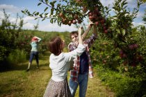 Grupo de personas recogiendo las manzanas maduras . - foto de stock