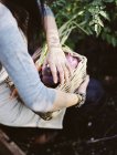 Жінка в овочевому саду — стокове фото