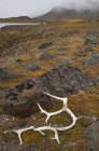 Bois sur des rochers recouverts de mousse — Photo de stock
