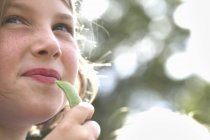 Girl eating a freshly picked pea — Stock Photo