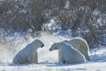 Белые медведи в дикой природе — стоковое фото