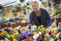 Mujer que trabaja cuidando plantas con flores - foto de stock