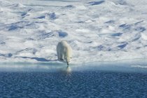 Белый медведь в дикой природе . — стоковое фото