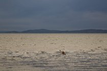 Байдарочник опускает свою морскую байдарку — стоковое фото