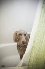 Weimaraner dog in a bathroom. — Stock Photo