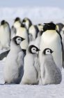 Grupo de pinguins imperador — Fotografia de Stock