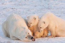 Osos polares en la naturaleza . - foto de stock