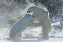 Ours polaires combattant sur la neige — Photo de stock