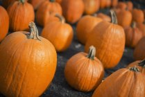Large collection of pumpkins — Stock Photo