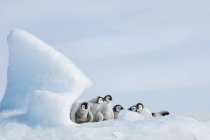 Pinguins jovens — Fotografia de Stock