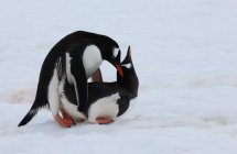 Пингвины Gentoo, Антарктида — стоковое фото