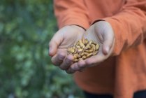 Boy holding a handful of dried pulses. — Stock Photo