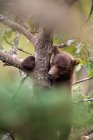Brown bear cub climbing a tree — Stock Photo