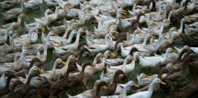 Bandada de patos, China - foto de stock