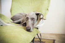 Weimaraner Hund liegt auf einem Stuhl. — Stockfoto