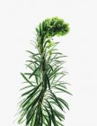 Planta de euforbia floreciente - foto de stock