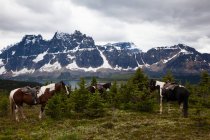 Grupo de caballos, Parque Nacional Jasper - foto de stock