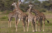 Small group of masai giraffes — Stock Photo