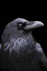 Профиль Ворон на черном — стоковое фото