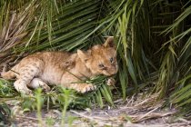 Африканський Лев в пальмового листя — стокове фото