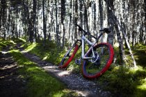 Bicicleta de montaña en camino - foto de stock