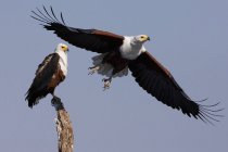 Águilas pescadas africanas - foto de stock