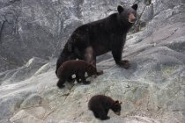 Чёрный медведь и детёныши — стоковое фото