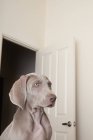 Weimaraner щенок в комнате — стоковое фото