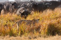 Африканский лев и бизон — стоковое фото