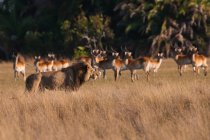 African lion and lechwe — Stock Photo