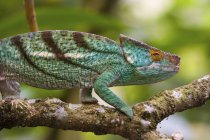 Parson's chameleon on branch — Stock Photo
