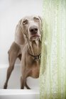 Weimaraner chien dans la salle de bain . — Photo de stock