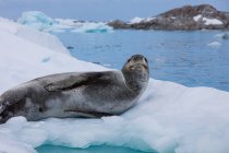 Leopard seal in the wild — Stock Photo