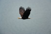 Лысый орлан летит в воздухе — стоковое фото