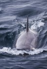 Вбивця кит плаває в океані — стокове фото