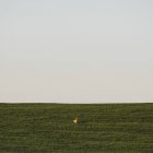 Белый олень в поле — стоковое фото