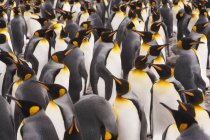 Rei Pinguins - colônia de pássaros — Fotografia de Stock