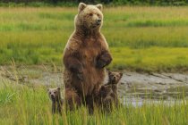 Porca de urso marrom e filhotes — Fotografia de Stock