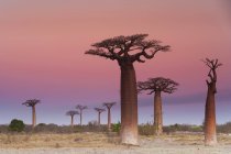 Baobab trees , Madagascar — Stock Photo