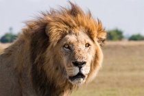 Imagen de primer plano del león africano - foto de stock