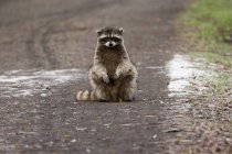 Small raccoon sitting in the road — Stock Photo