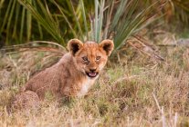 Filhote de leão africano — Fotografia de Stock